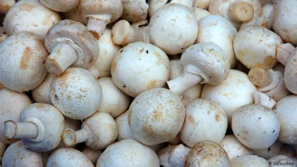 MUSHROOMS
