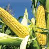 SWEET CORN - Image 5