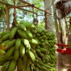 RAW BANANA - Image 7