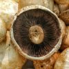 MUSHROOMS - Image 3