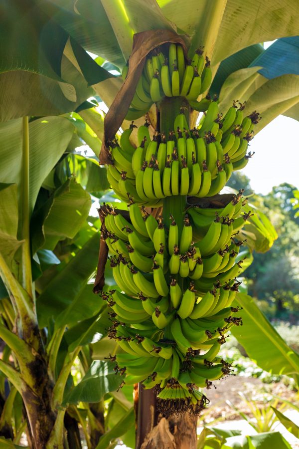 RAW BANANA