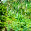 RAW BANANA - Image 4