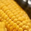 SWEET CORN - Image 2