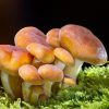 MUSHROOMS - Image 5