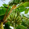 RAW BANANA - Image 3